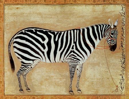 Zebra, from the "Minto Album", Mughal, 1621
