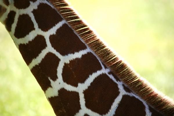 Giraffenhals von Manuela Fink