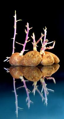 Kartoffelbonsai von Manuela Fink