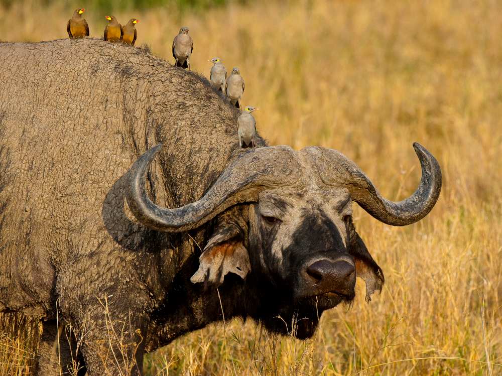 Brochette von Marc Pelissier