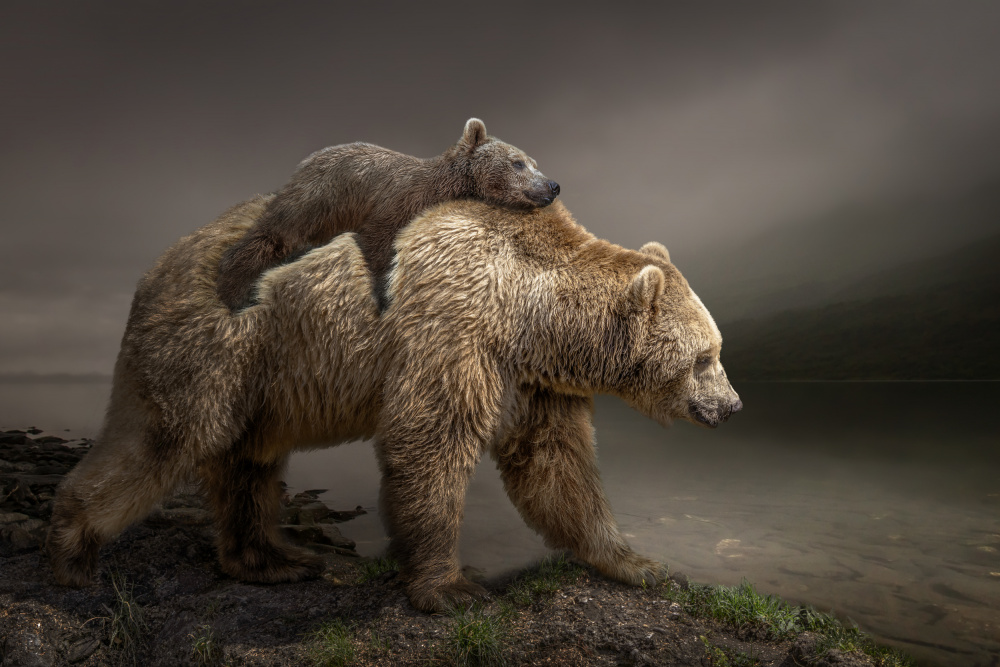 BabyBear von Marcel Egger