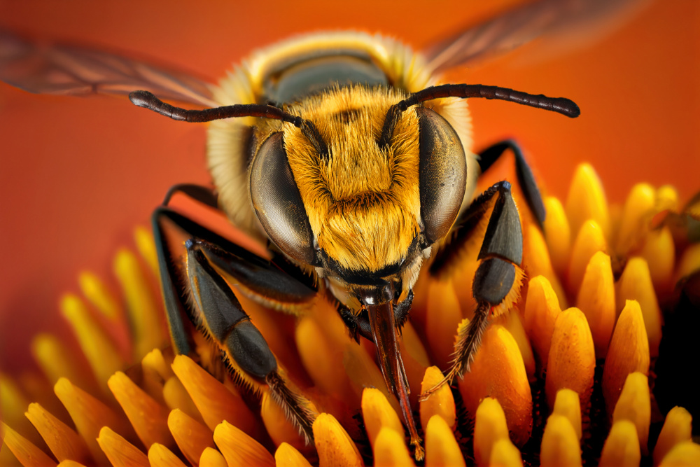 BusyBee von Marcel Egger
