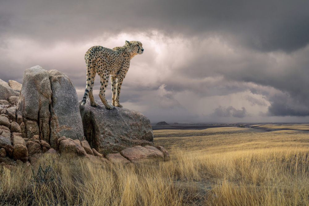 CheetahView von Marcel Egger