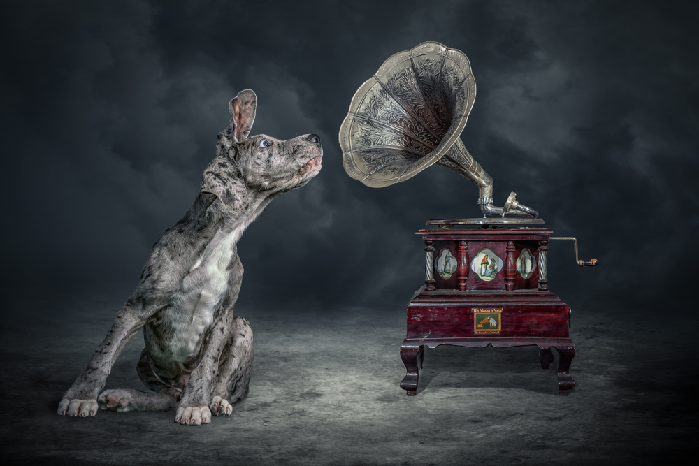 MusicDog von Marcel Egger