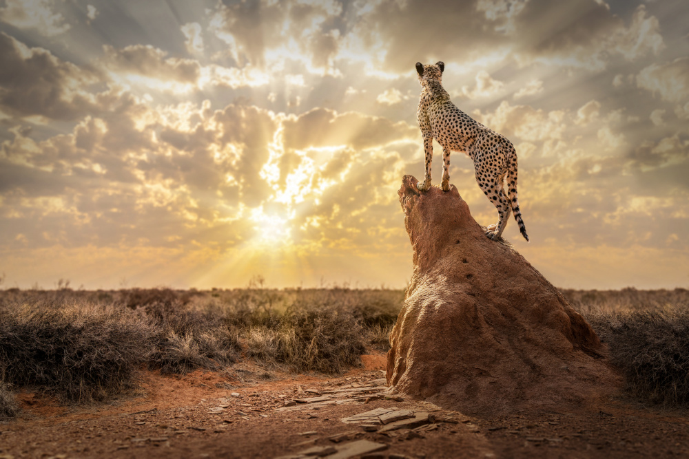 SundownCheetah von Marcel Egger