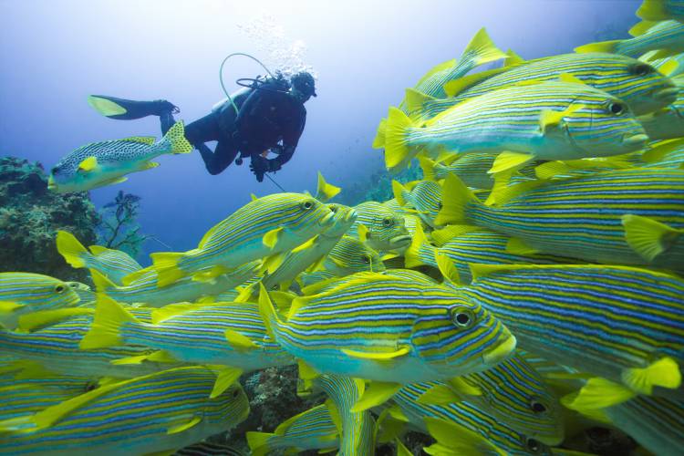 Following the mainstream von Marcel Rebro