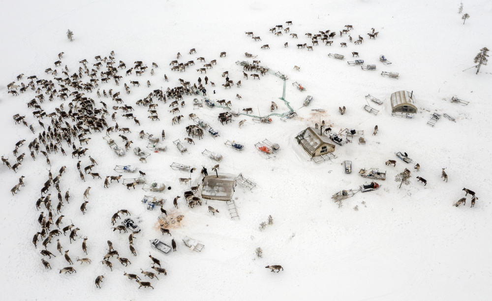 Reindeers in the Nenet camp von Marcel Rebro