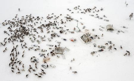 Reindeers in the Nenet camp
