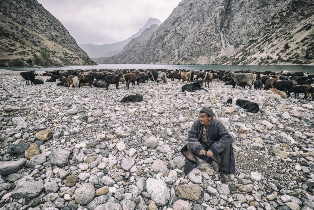 Shepherd von Marcel Rebro