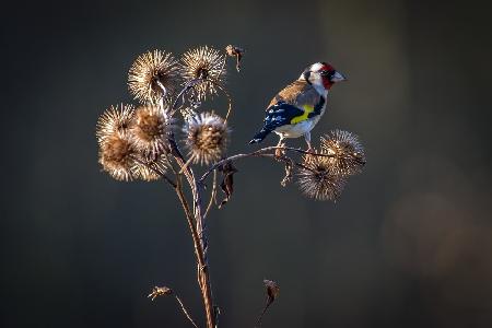 Goldfinch