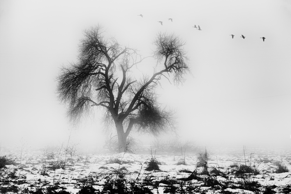 the lost tree von Marchevca Bogdan