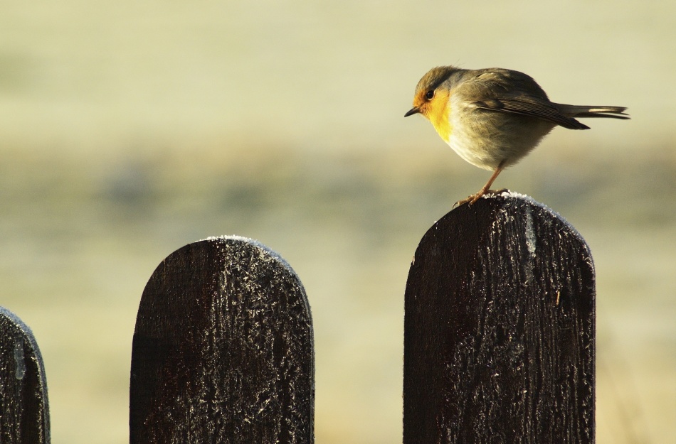 Bird on a fence von Marcin Delektowski