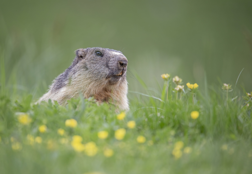 cucu! von Marco Barisone