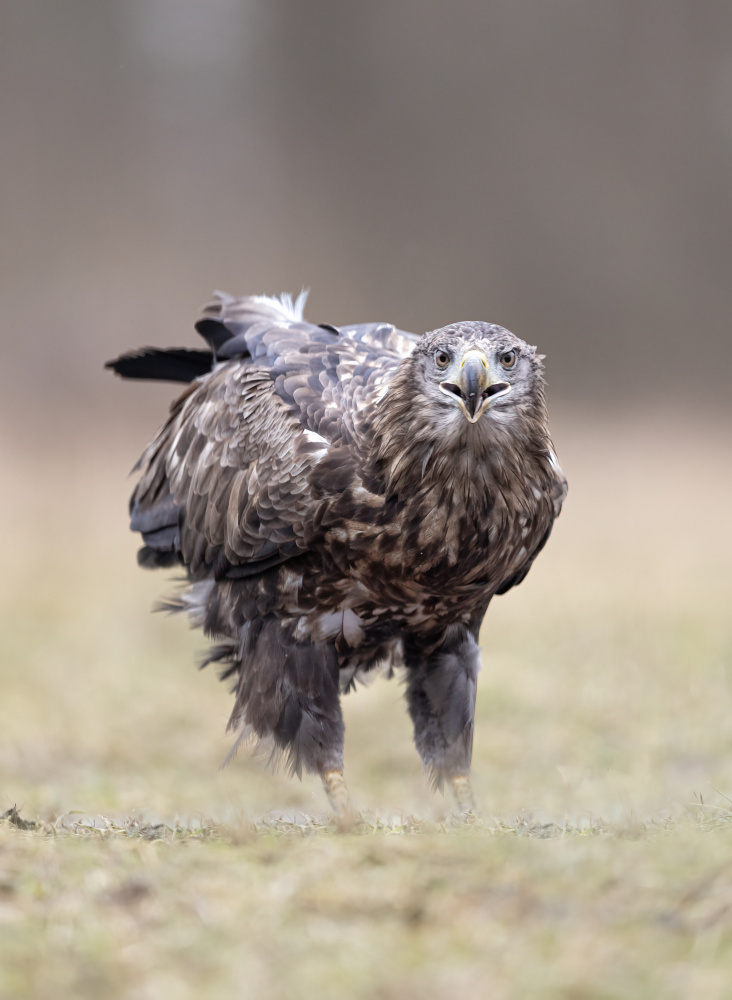 a tu per tu von Marco Barisone