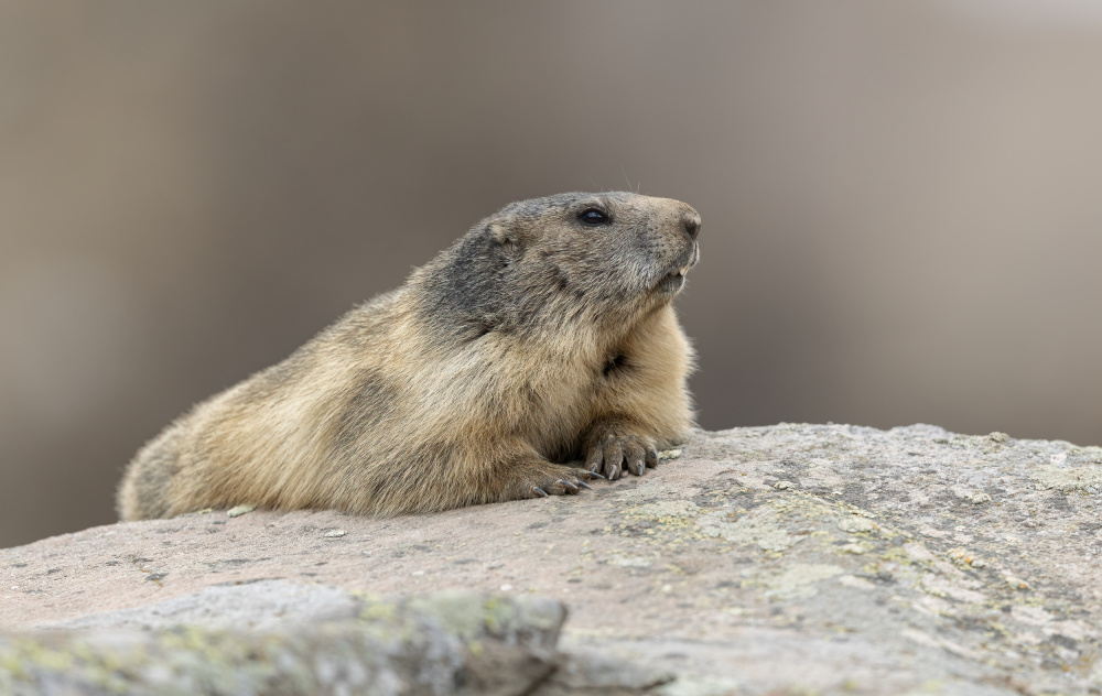 relax von Marco Barisone