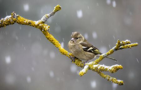 Fringuello nella tormenta
