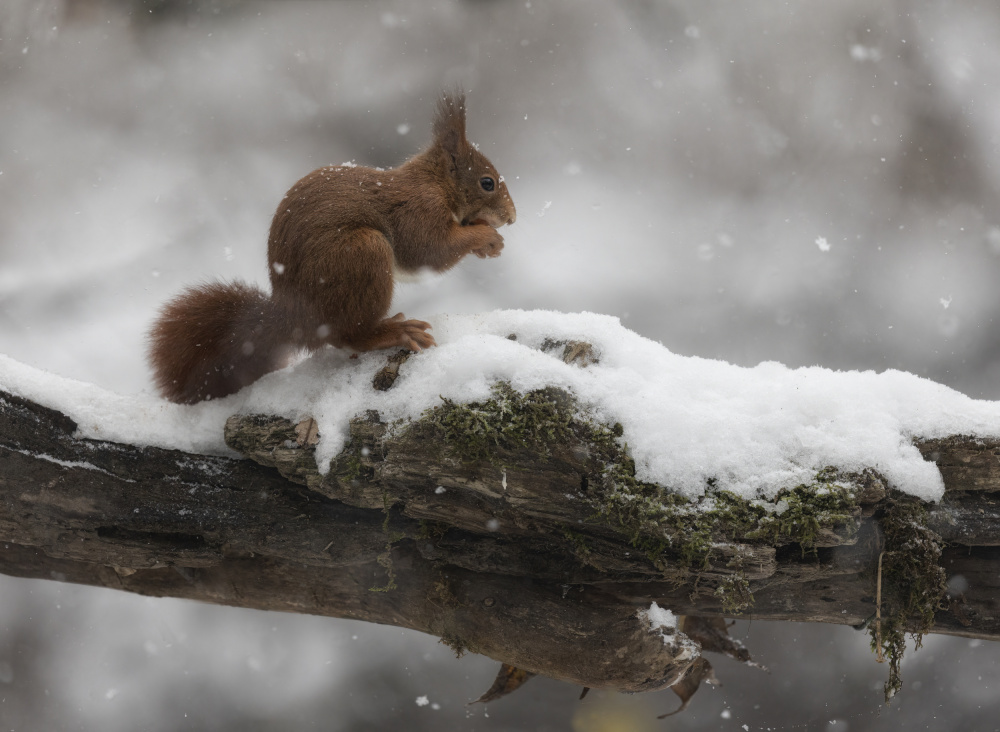 gnam gnam! von Marco Barisone