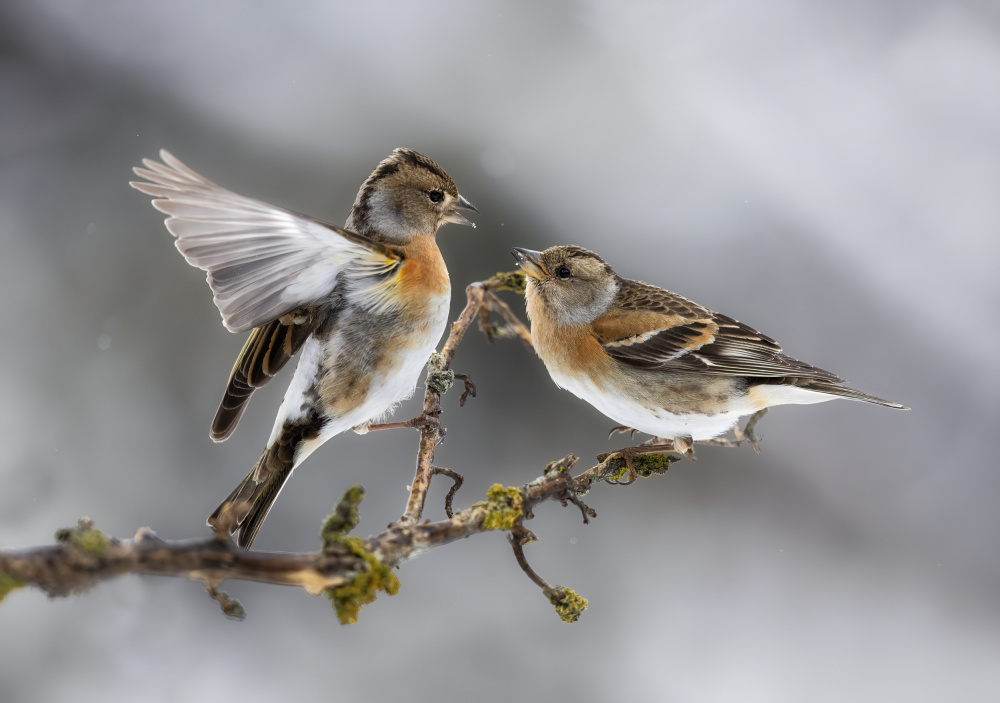 la lotta von Marco Barisone