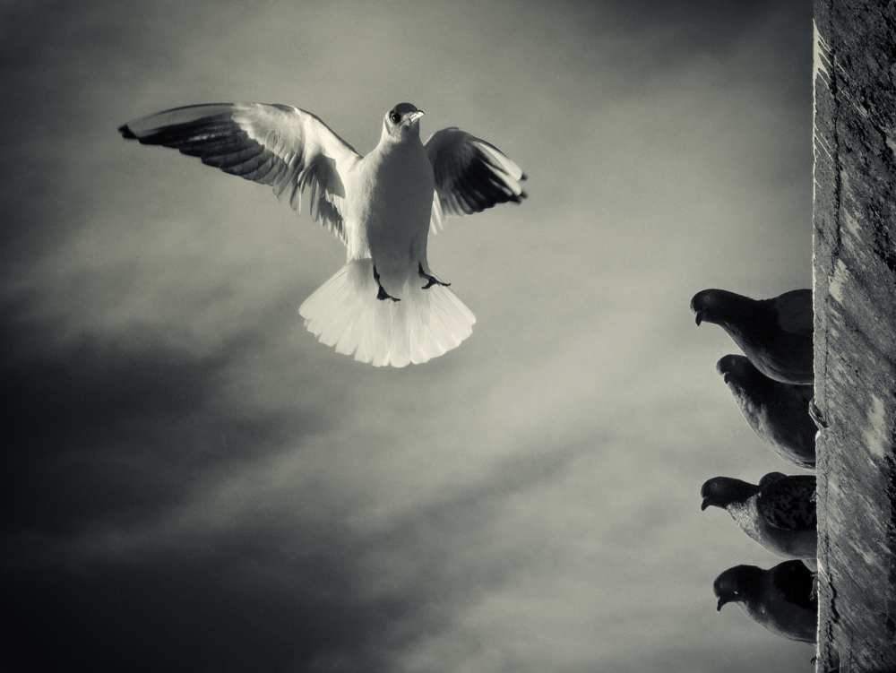 The White and the Blacks von Marco Bianchetti