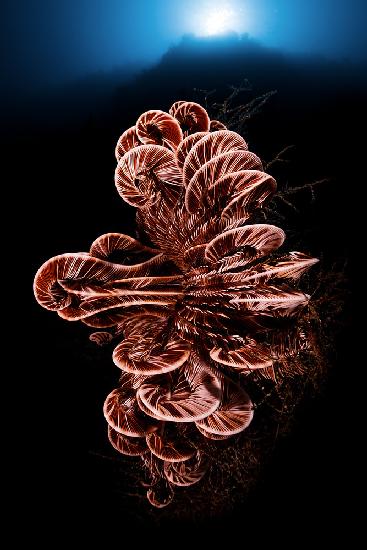 Crinoid