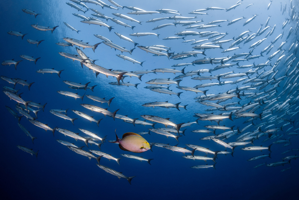 Offbeat von Marco Fierli