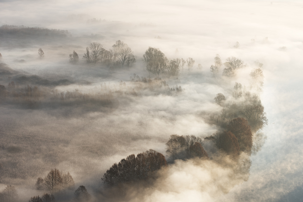 Trees in the fog von Marco Galimberti