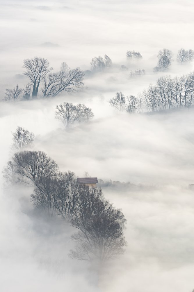 Trees in the fog von Marco Galimberti