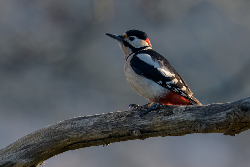 Spotted woodpecker von Marco Galimberti