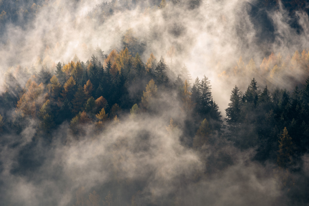 Fog in the trees von Marco Galimberti