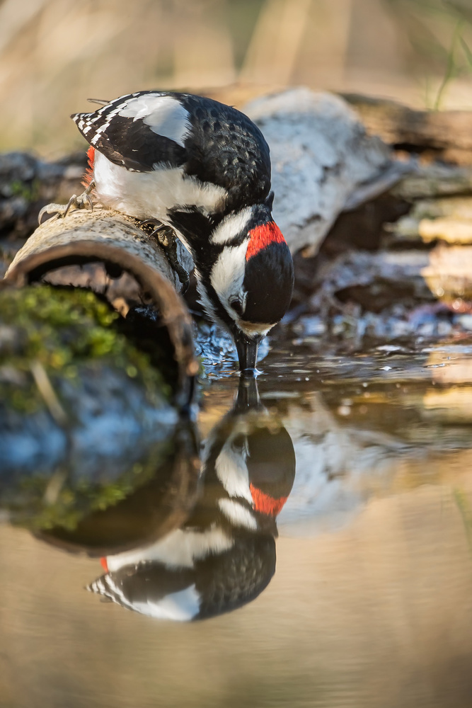 Specchio delle mie brame von Marco Polonioli