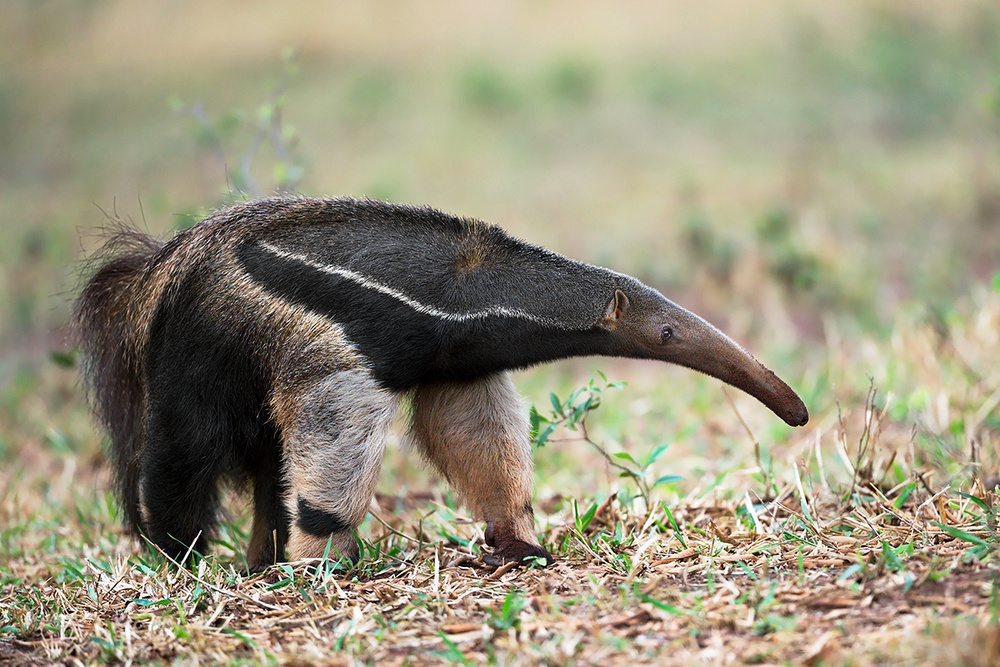Anteater in action von Marco Pozzi