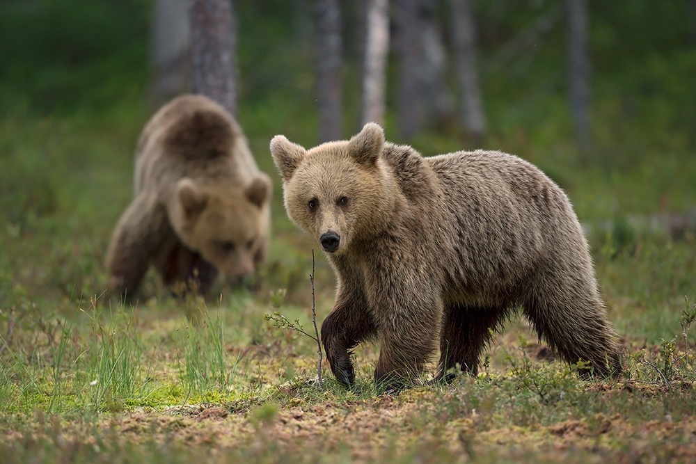 Bears von Marco Pozzi