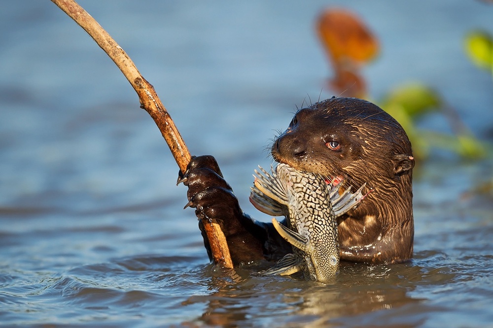The fisher von Marco Pozzi