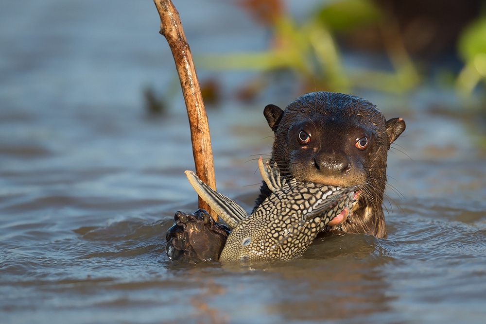 The fish eater von Marco Pozzi