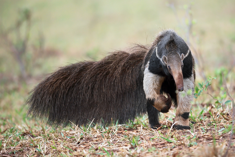 The Giant Anteater von Marco Pozzi