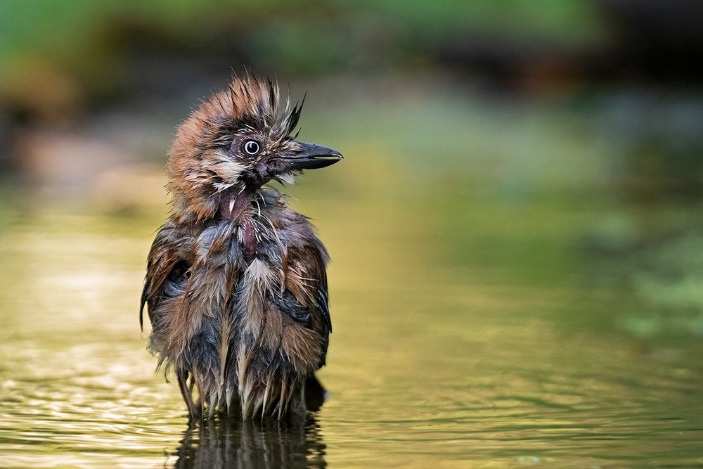 The Punk in the pond von Marco Pozzi