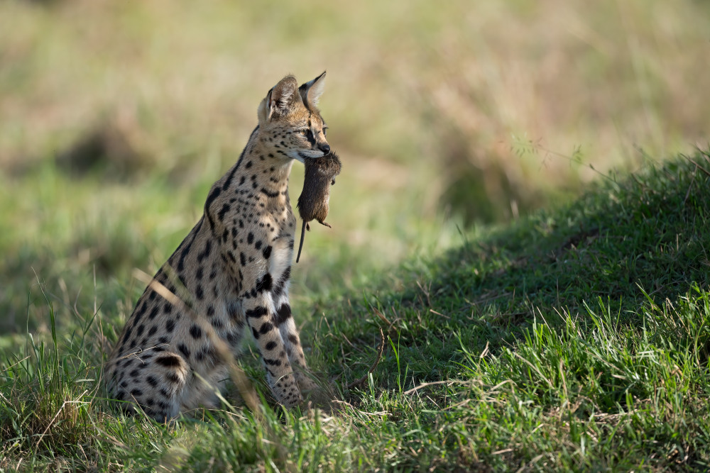 The cat and the mouse von Marco Pozzi