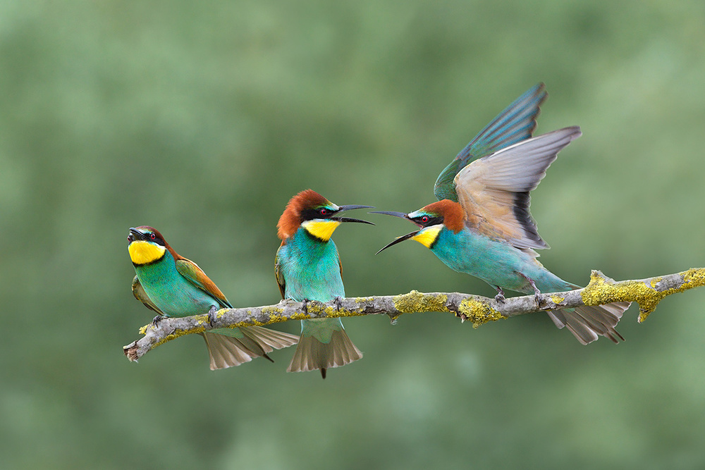 discussions von Marco Pozzi