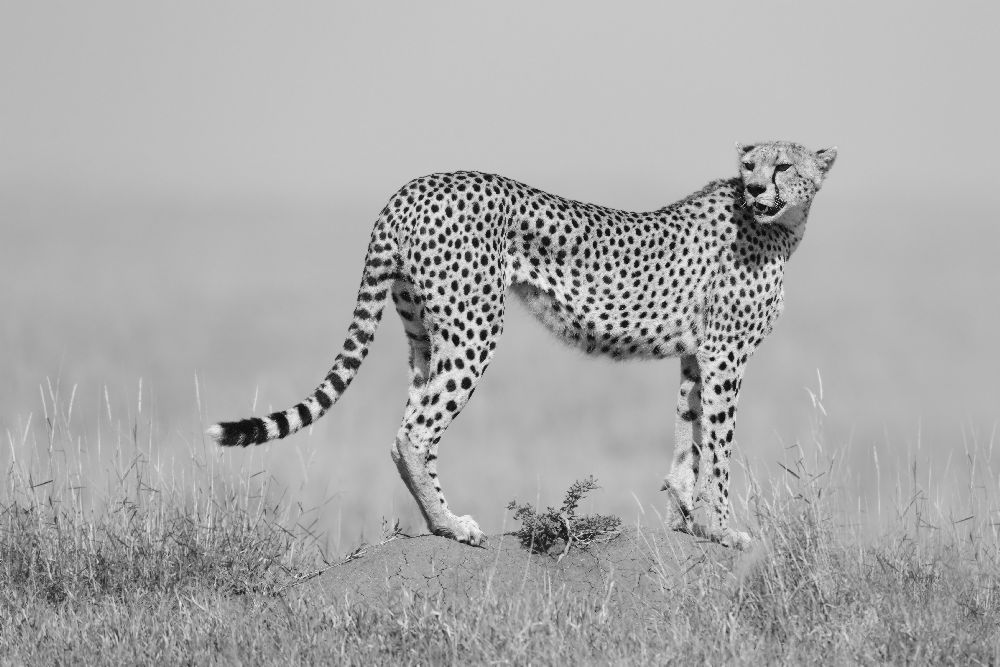 Eleganz in B & W von Marco Pozzi