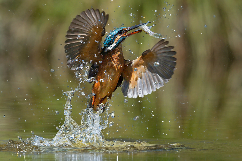 Gotcha! von Marco Pozzi