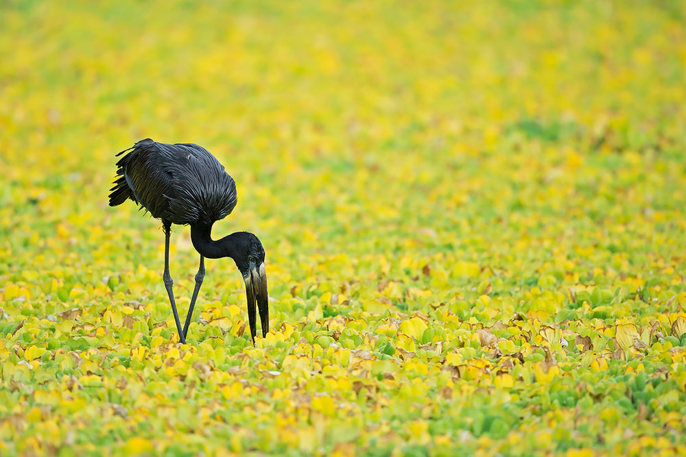 Yellow Pond von Marco Pozzi