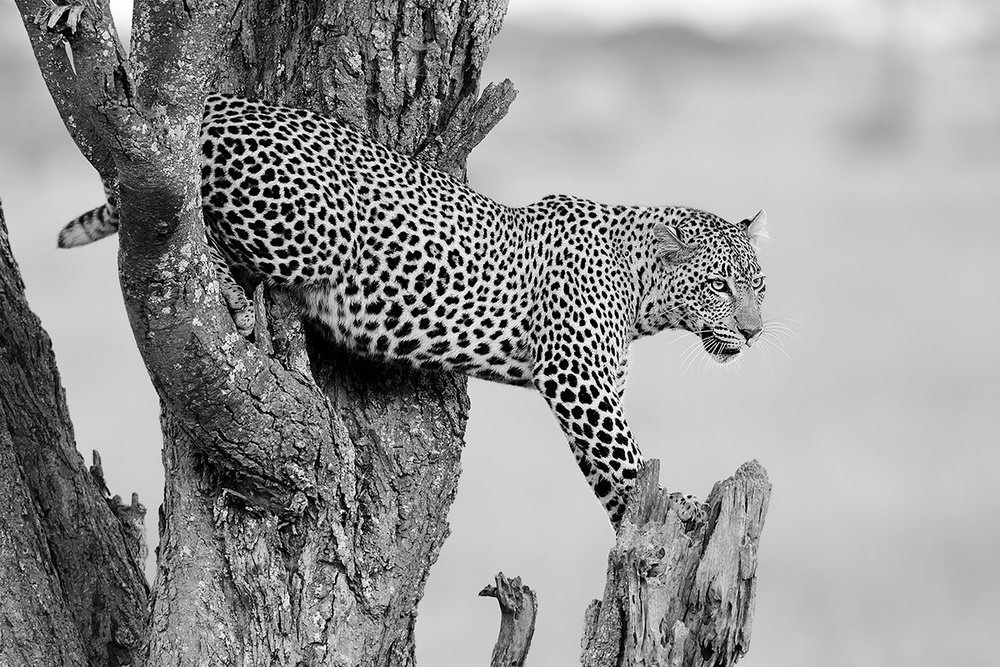 Big Cat von Marco Pozzi