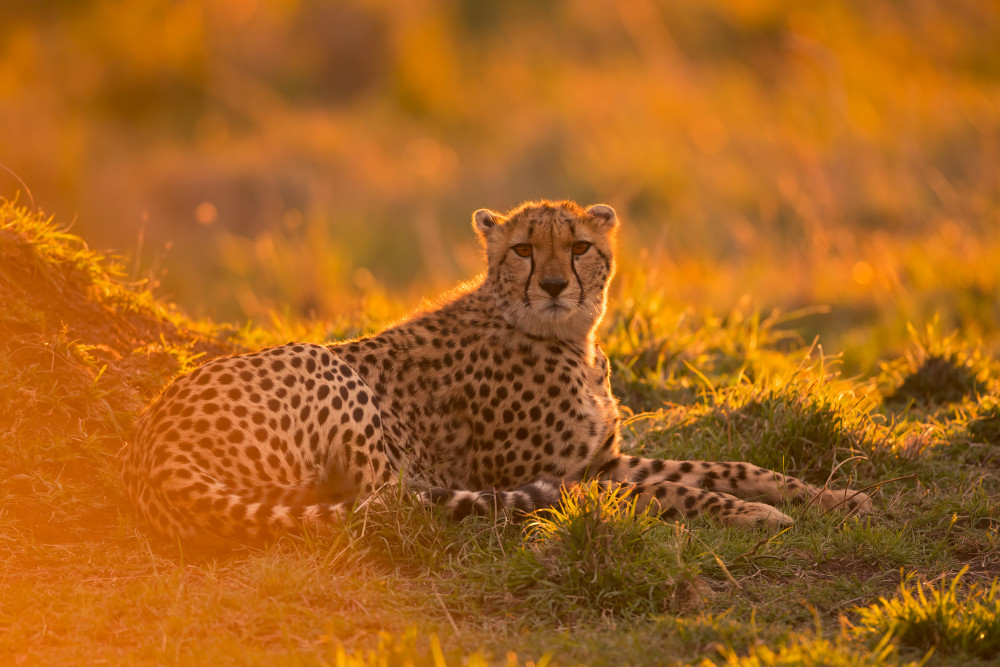 Into the golden light von Marco Pozzi