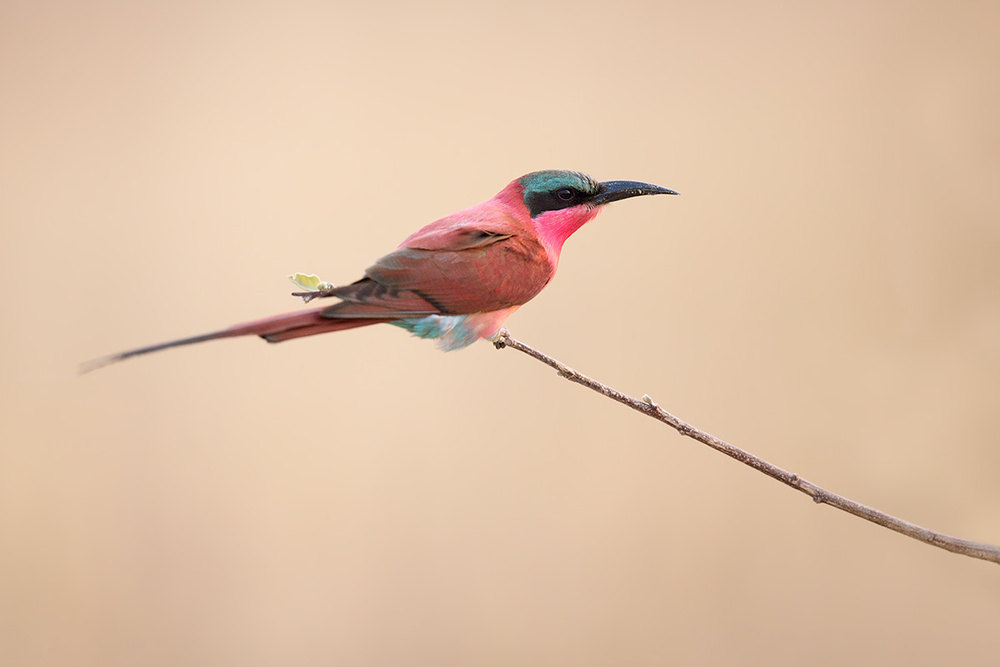 carmine bee-eater von Marco Pozzi