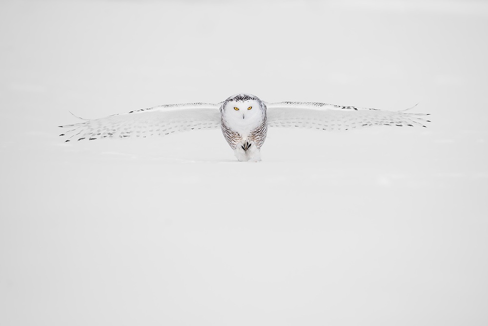 Landing von Marco Pozzi