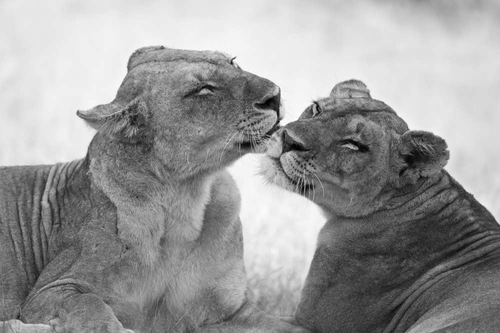 Lions in B&W von Marco Pozzi