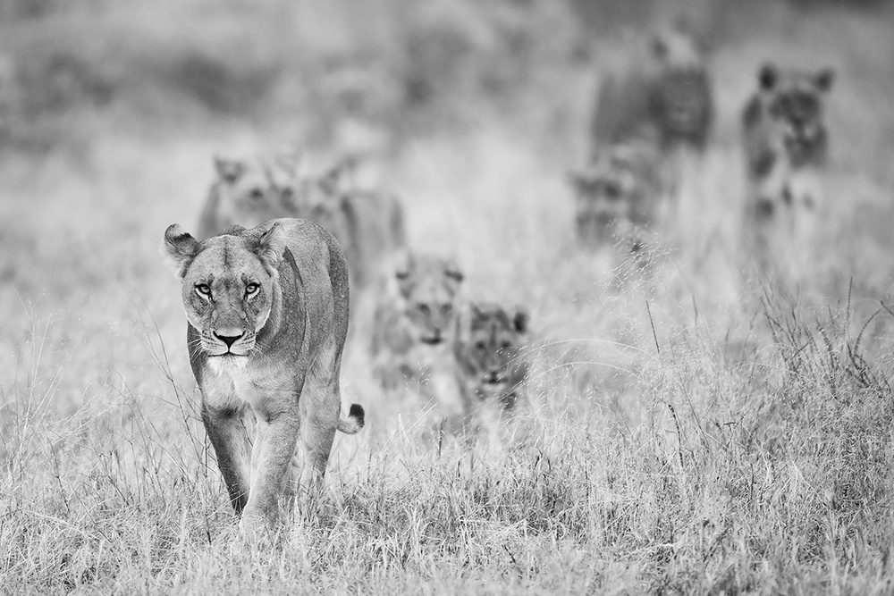 Lions von Marco Pozzi
