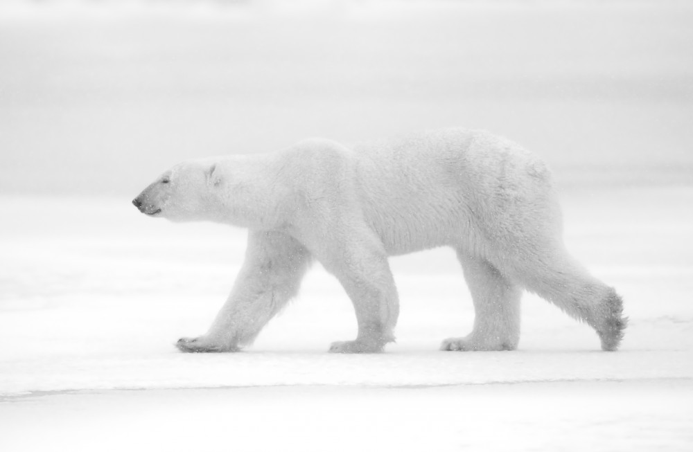 Just  white von Marco Pozzi