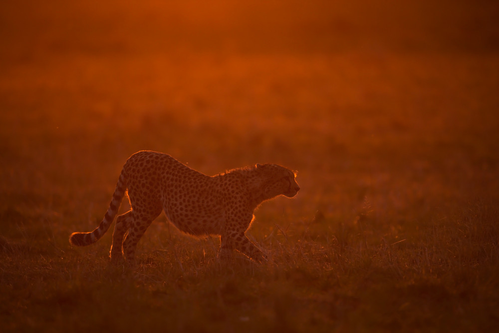 Red light von Marco Pozzi