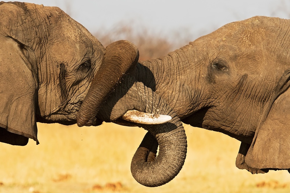 Twine von Marco Pozzi